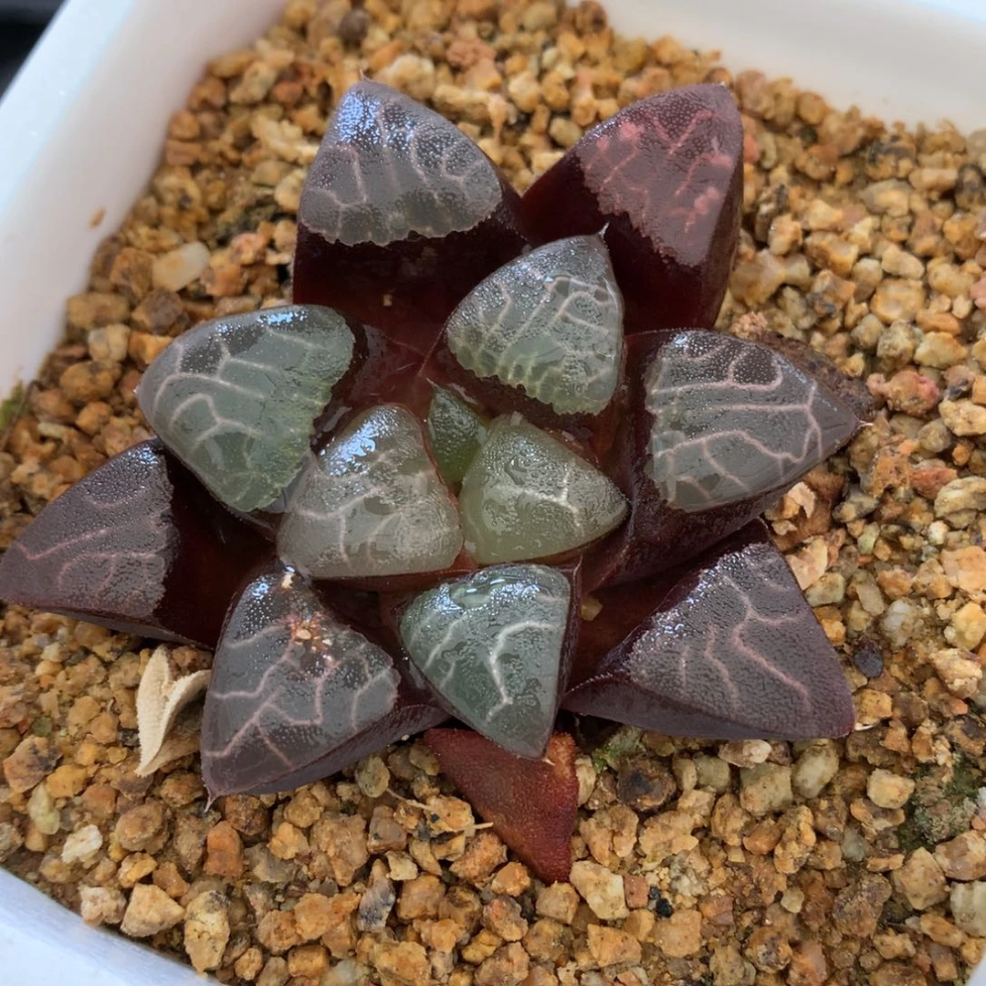 实生克，带盆土发货