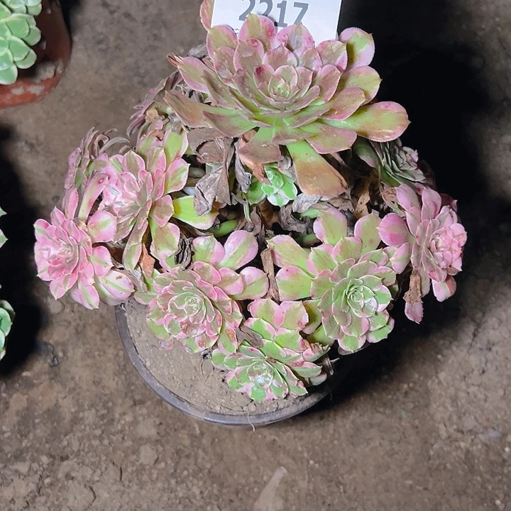2217霁月多肉植物保护