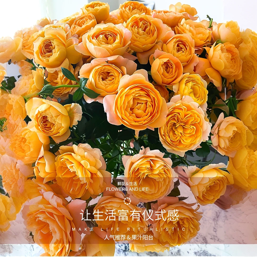 【百分号花卉】a级果汁阳台多头玫瑰云南多头玫瑰鲜花基地直发包邮