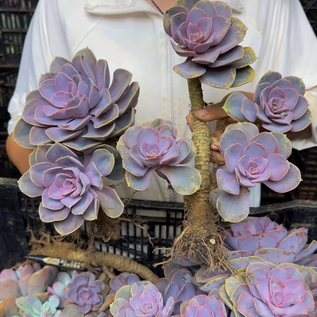 紫珍珠 两颗 不包损19.9