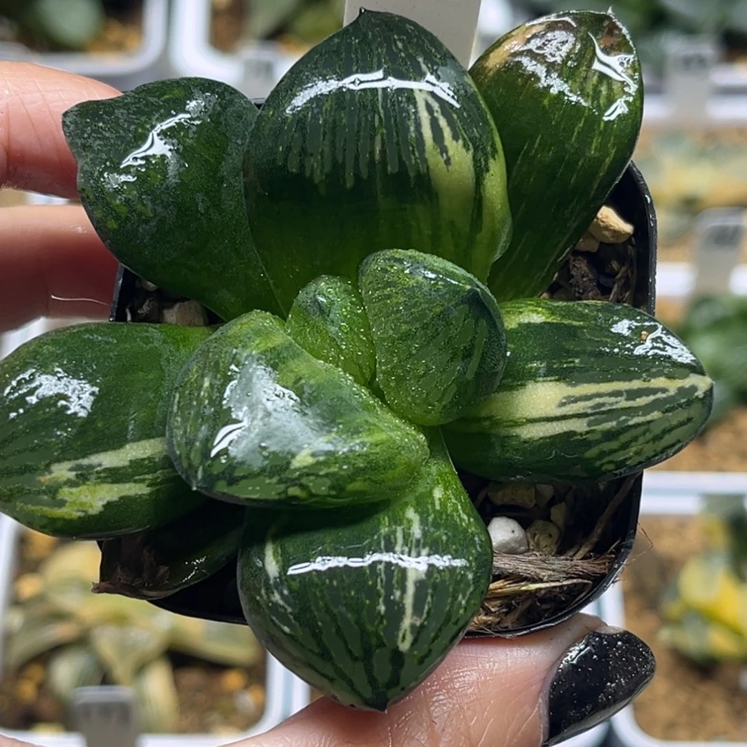 37巨大丸叶超级银龟寿锦福利专场