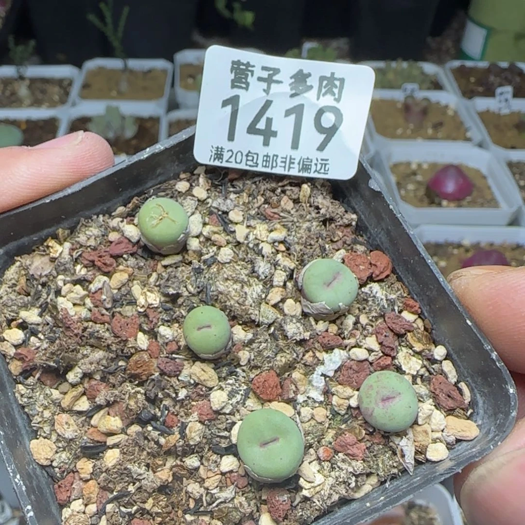 1380b。  福利。  5颗装。