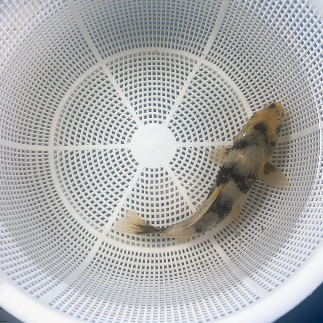 锦鲤鑫泓锦鲤养殖