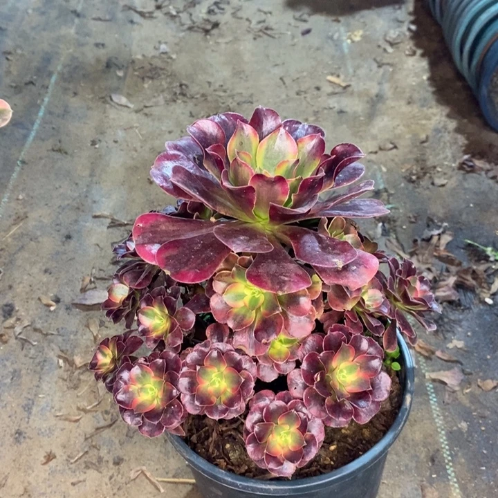 美杜莎多肉有断枝39