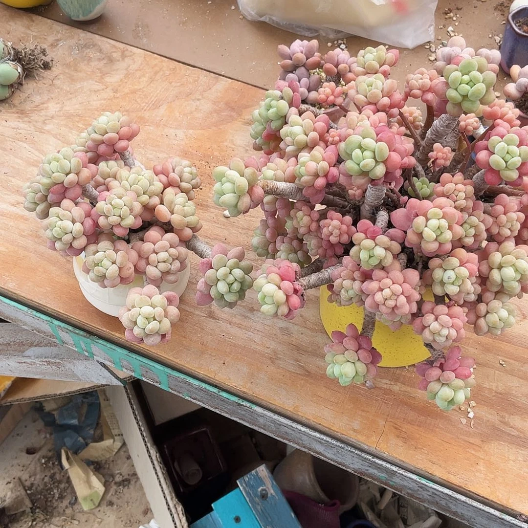 多肉植物的生长发育