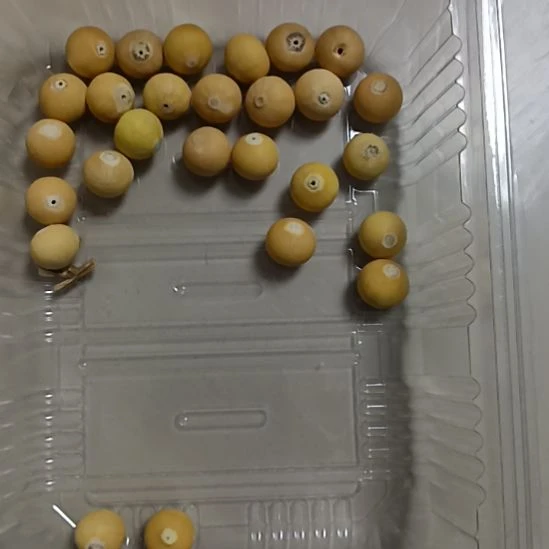 大叶紫檀（黑酸枝木类）