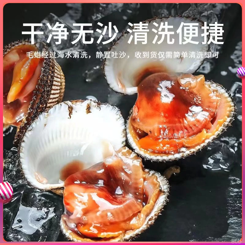 连云港无沙鲜活毛蚶鲜货毛蛤野生赤贝新鲜海鲜贝类水产毛蚶子