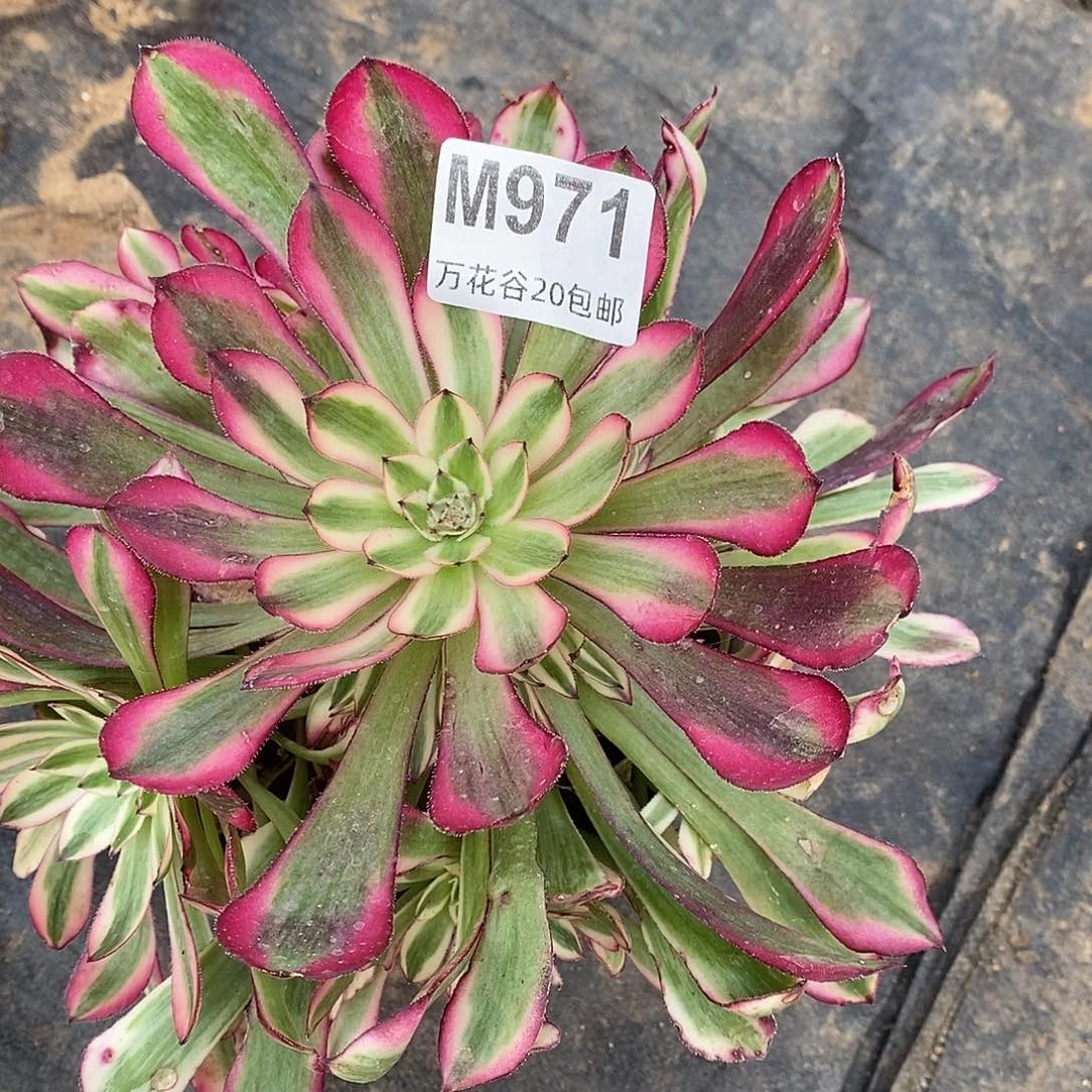 971红铜白多肉植物