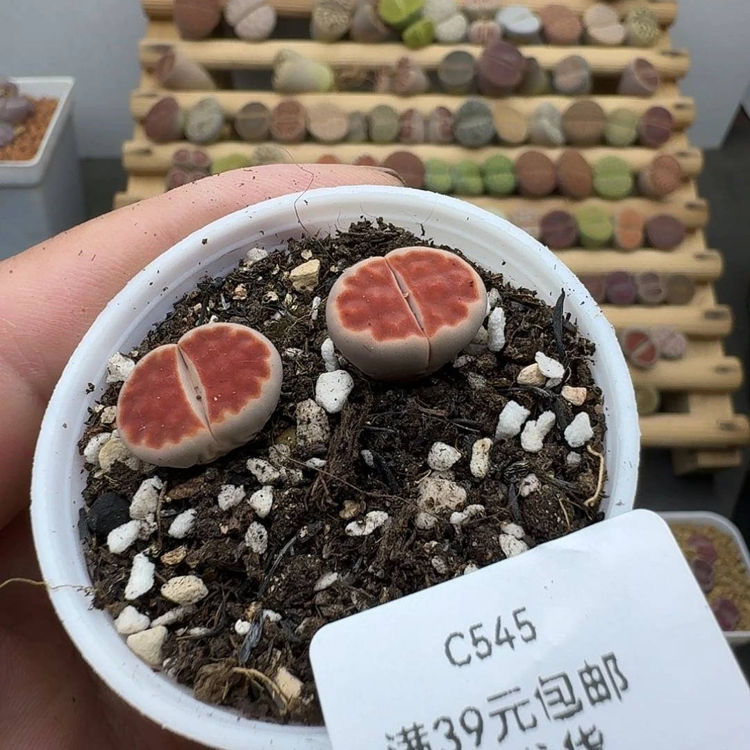 545多肉还差三个一共五个