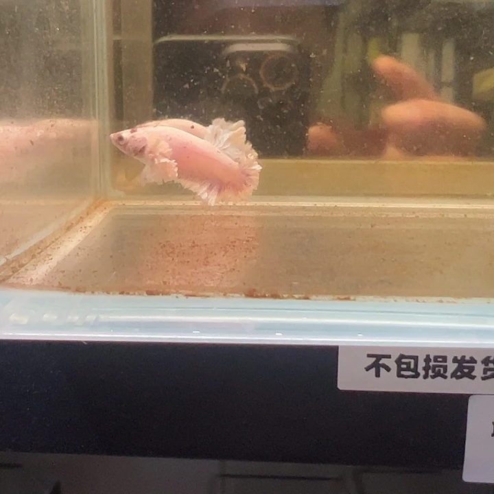 斗鱼跑单拉黑3日母鱼37