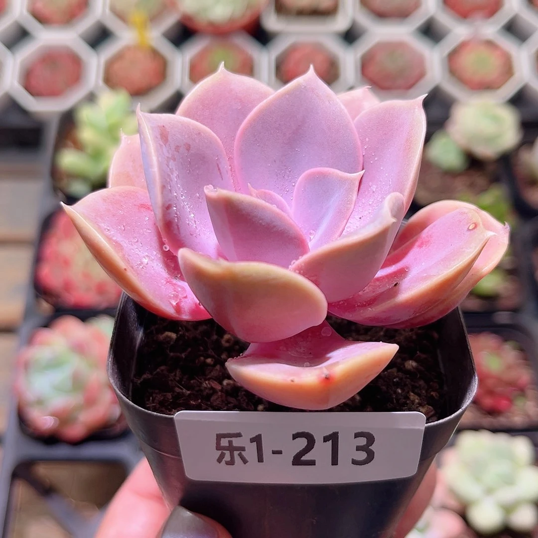 乐然 1-213 紫珍珠