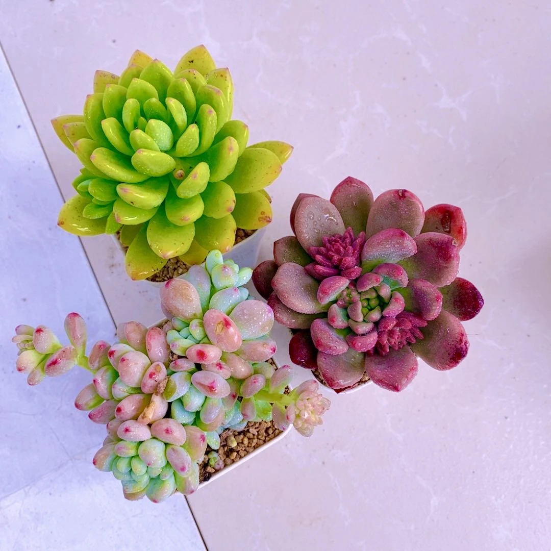 组三春萌劳尔香奈儿送盆土  6厘米左右