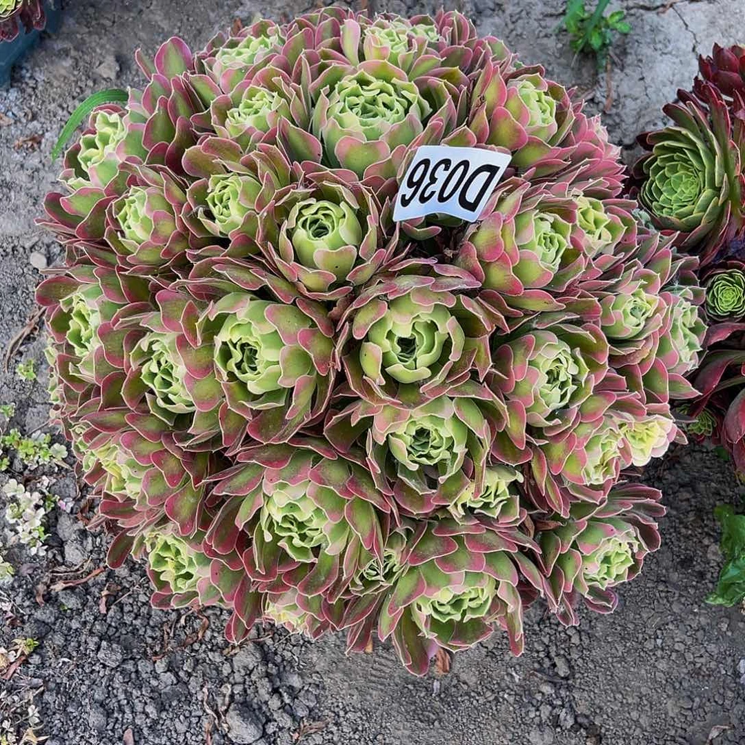 白凤法师15//-40包邮