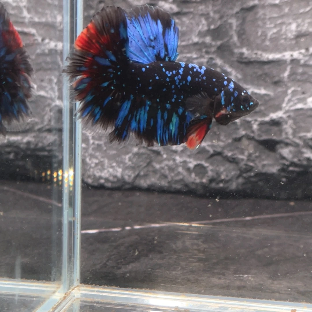 斗鱼Hmpk 暗黑碎星半月公