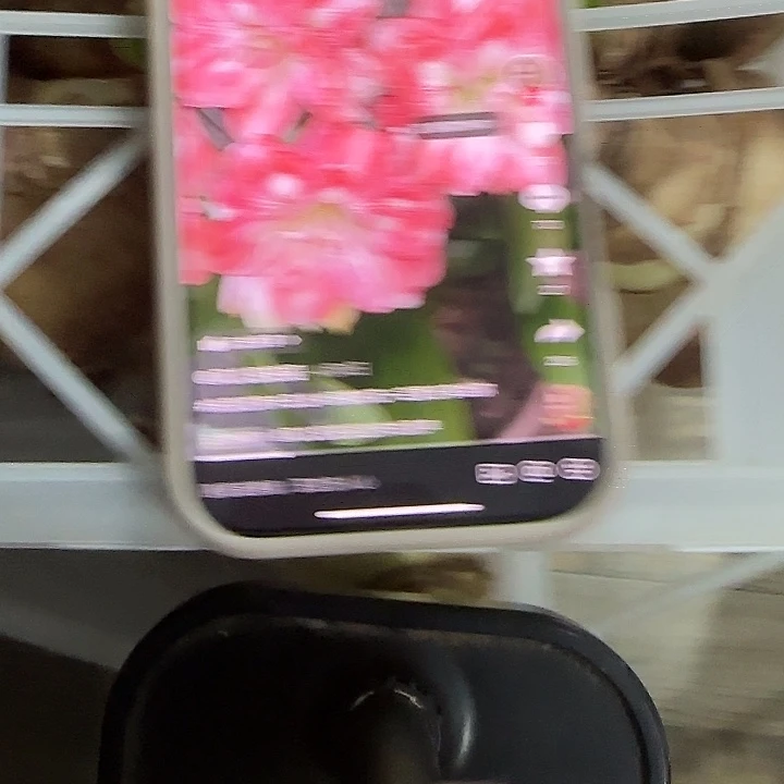 蒂卡日出7公分左右福利花剑