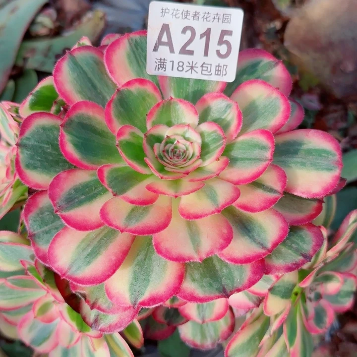 多肉法师海神朵朵