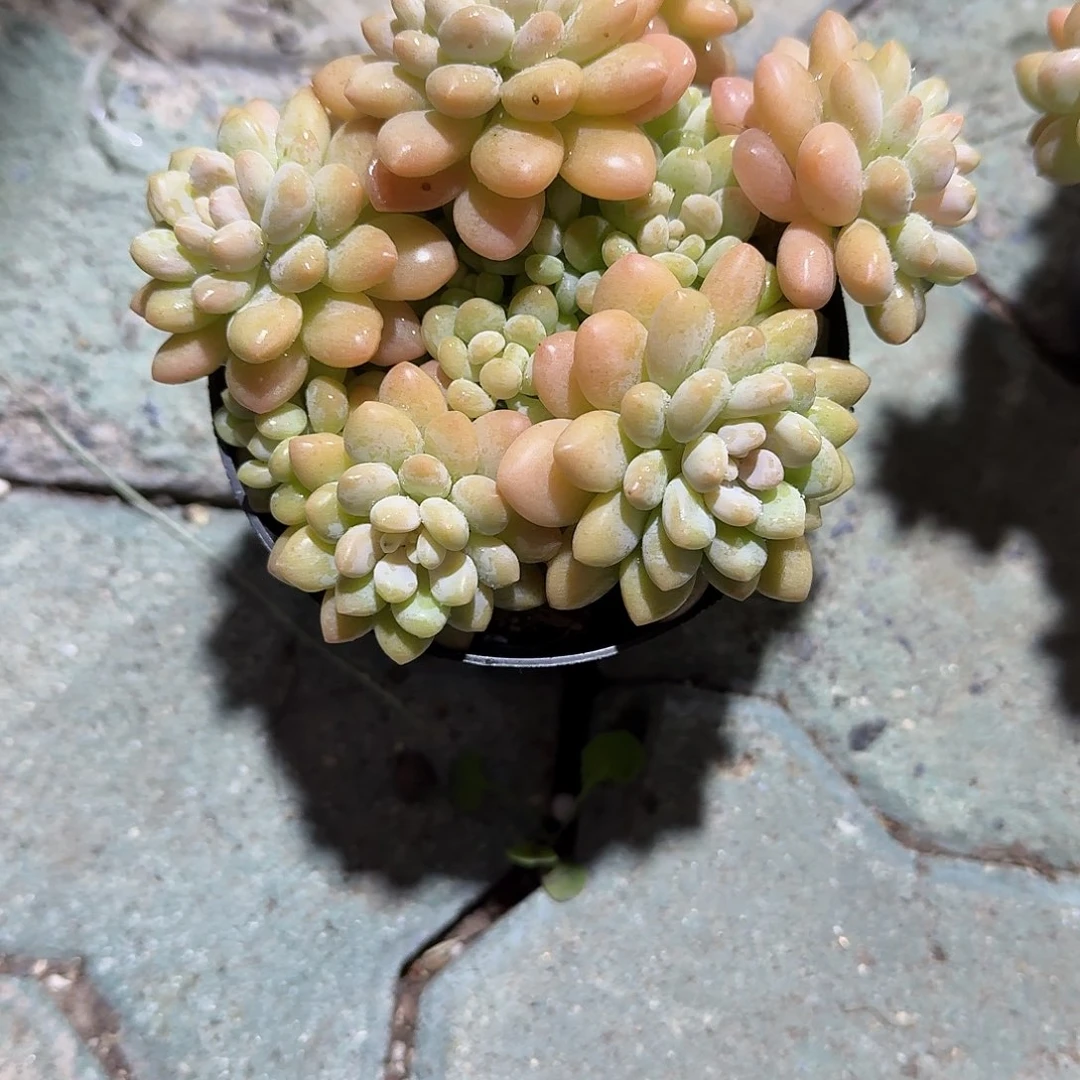 洛可可多肉精品精品