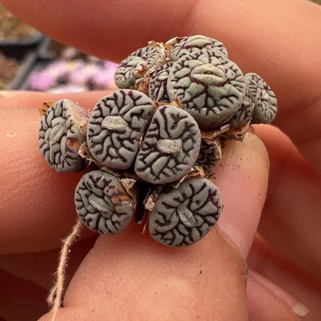 884 好看的多肉冲冲冲