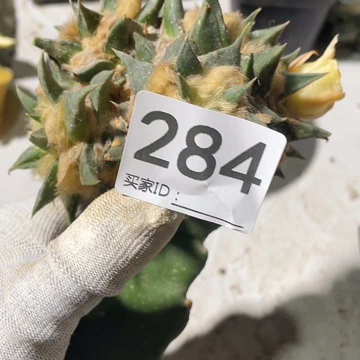 三角架街284号群生龙牙一颗