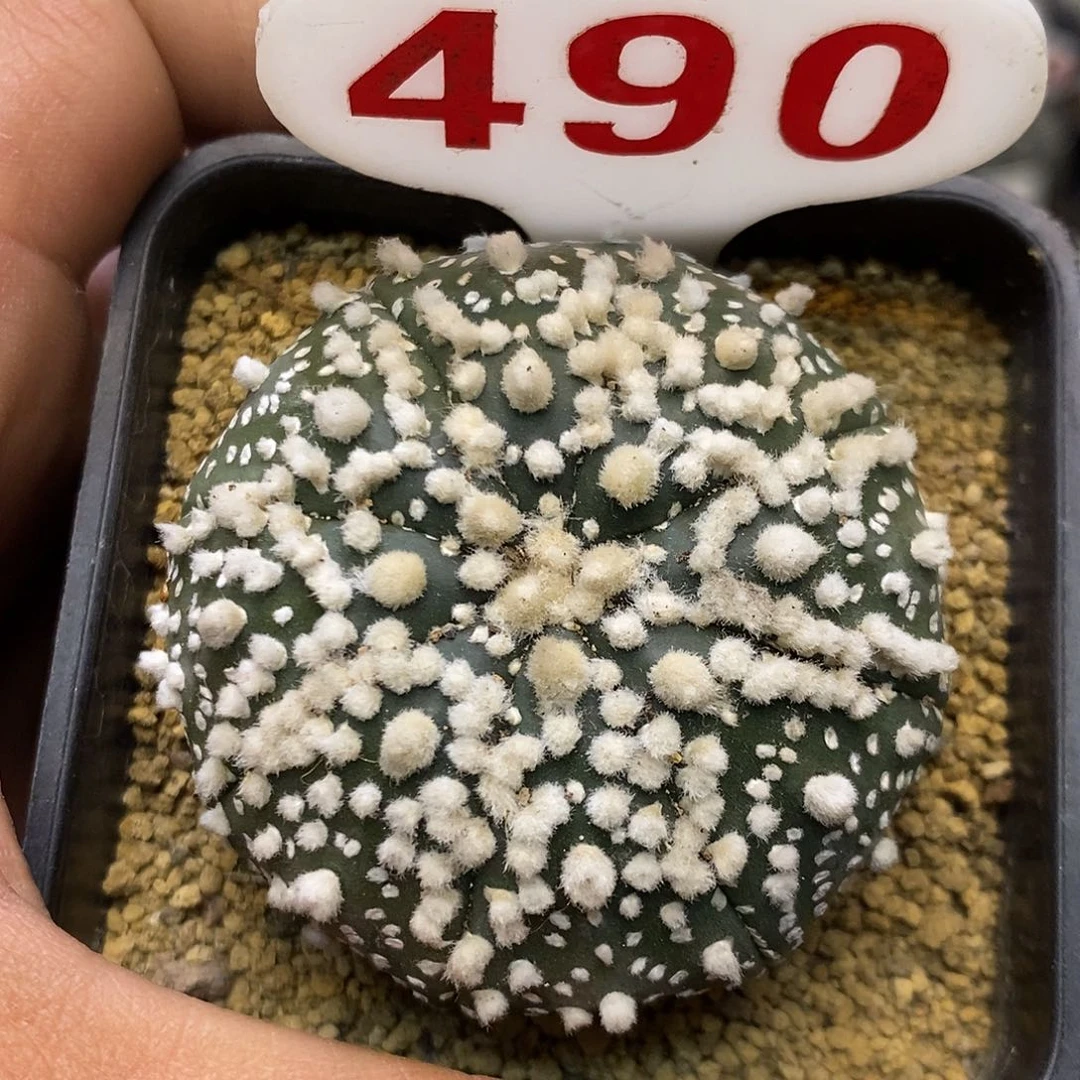 490花园福利特价来了