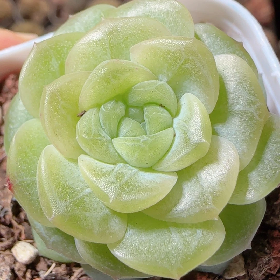 花语多肉1224-99无尽灯