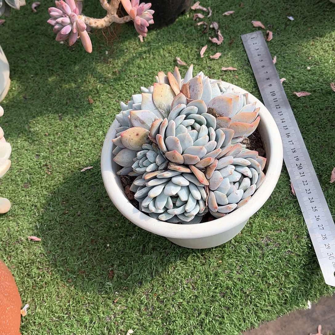 用****杨橙梦露多肉12