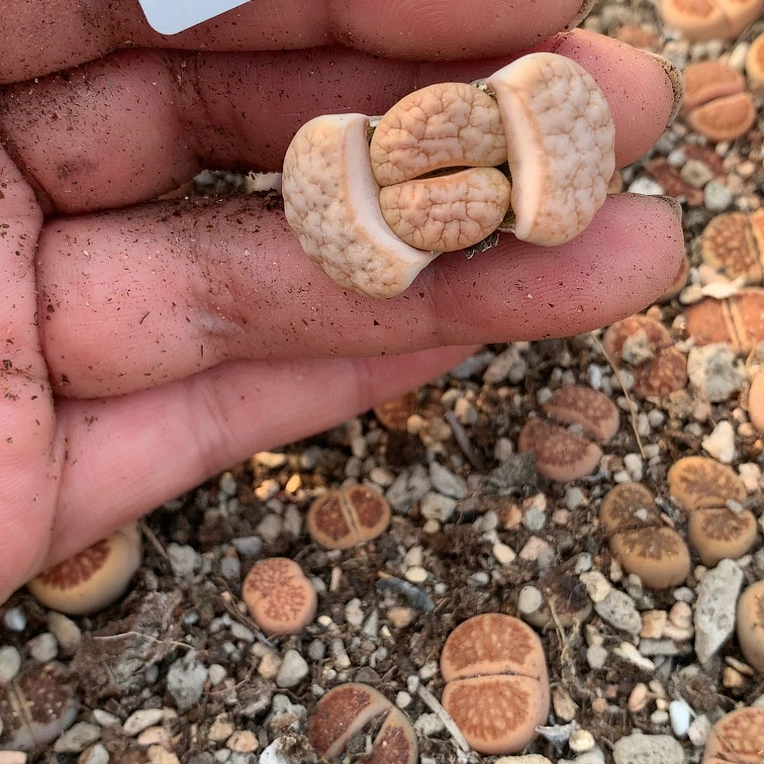 金***?C270多肉植物保护研究所