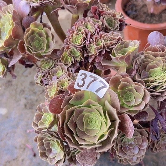 用***8多肉植物一个欧子