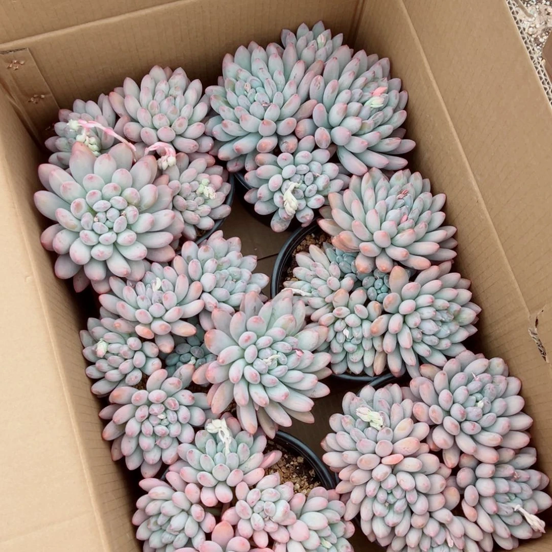 香水宝贝多肉植物