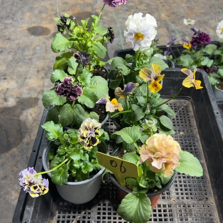 完全开放6盆角瑾06号无售后