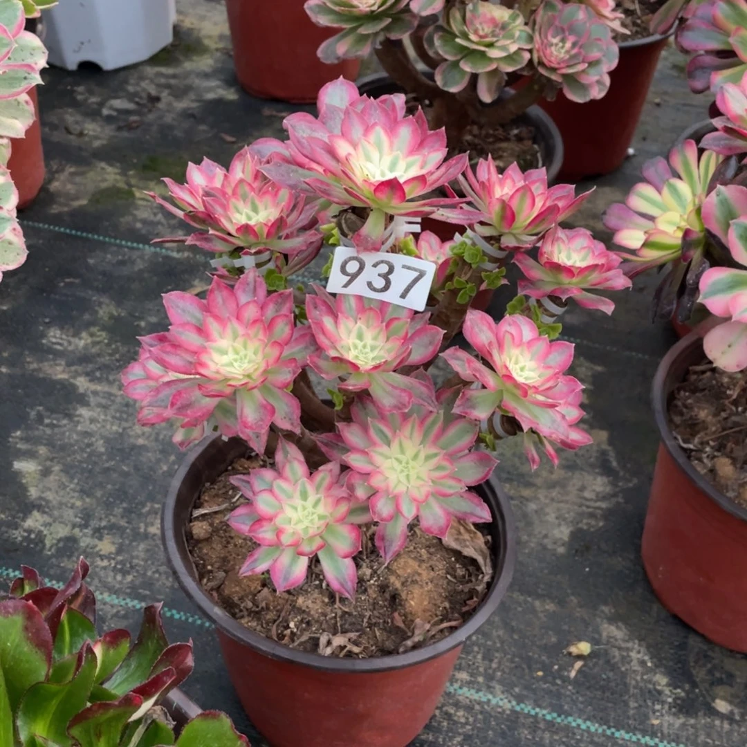 ₊****嫁接朵朵捧花法师
