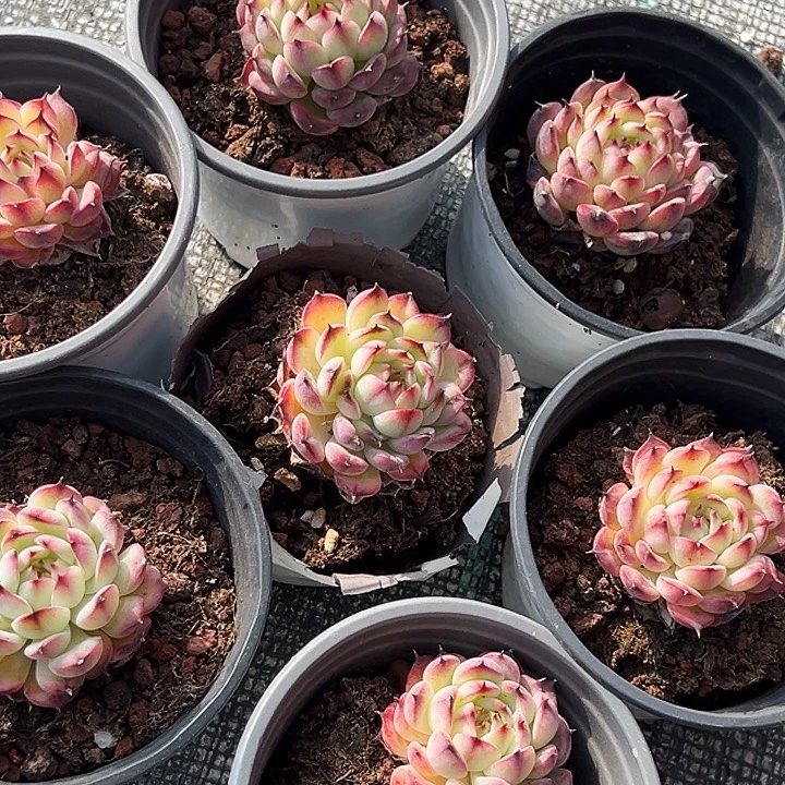 七盆。    马塞尔