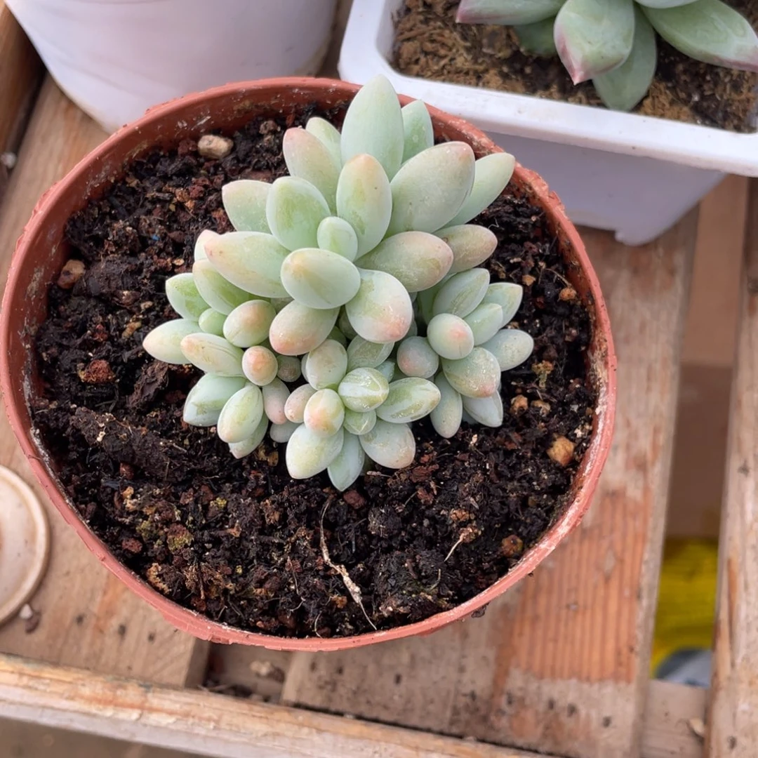 多肉植物的生长发育和生长