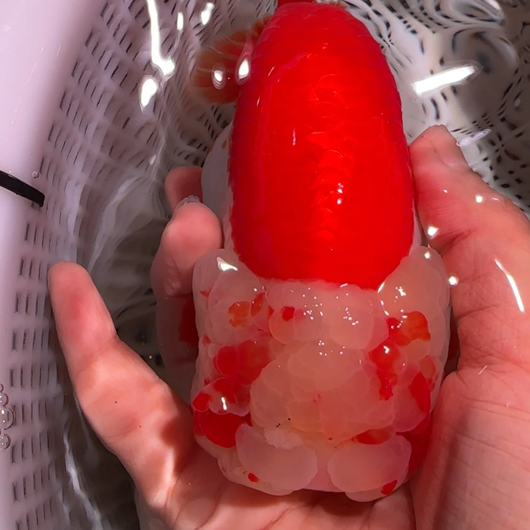 金鱼通背12红14公分母