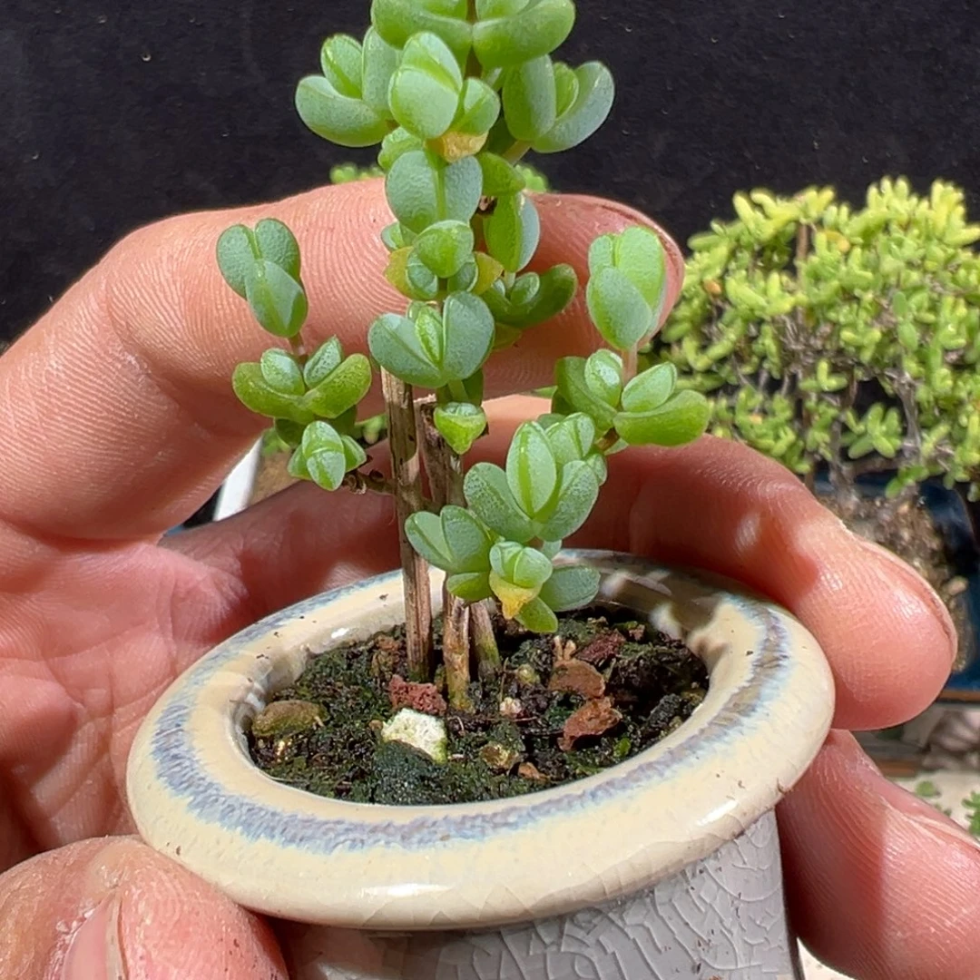 全部花朵元宝带盆老桩福利