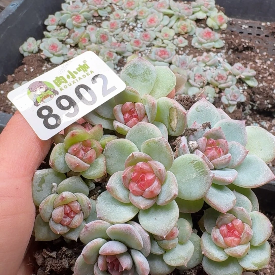 多肉植物多肉植物