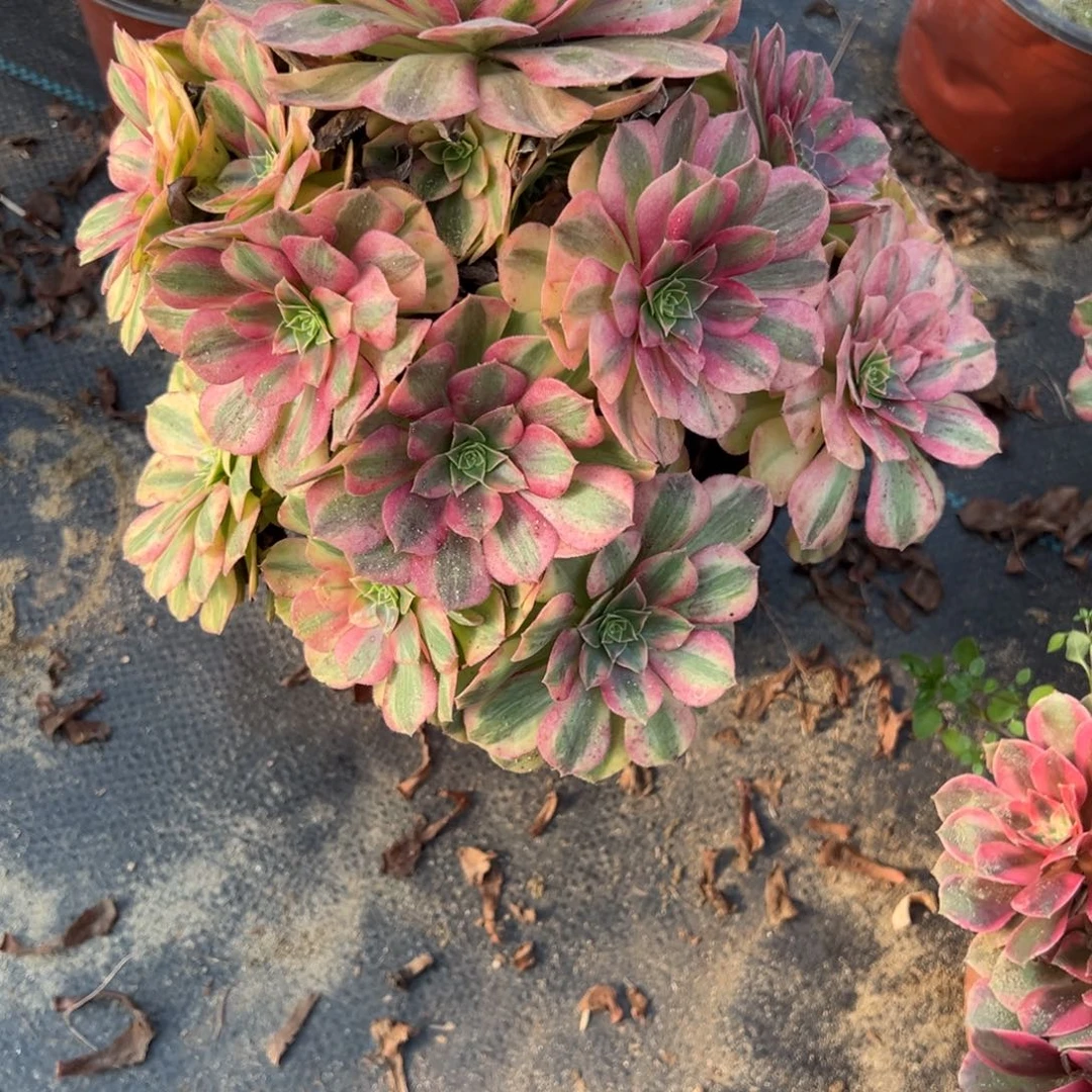 808雨荷多肉植物法师多肉