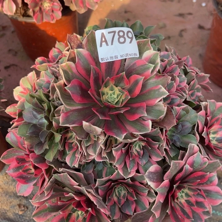 女妖多肉植物789.