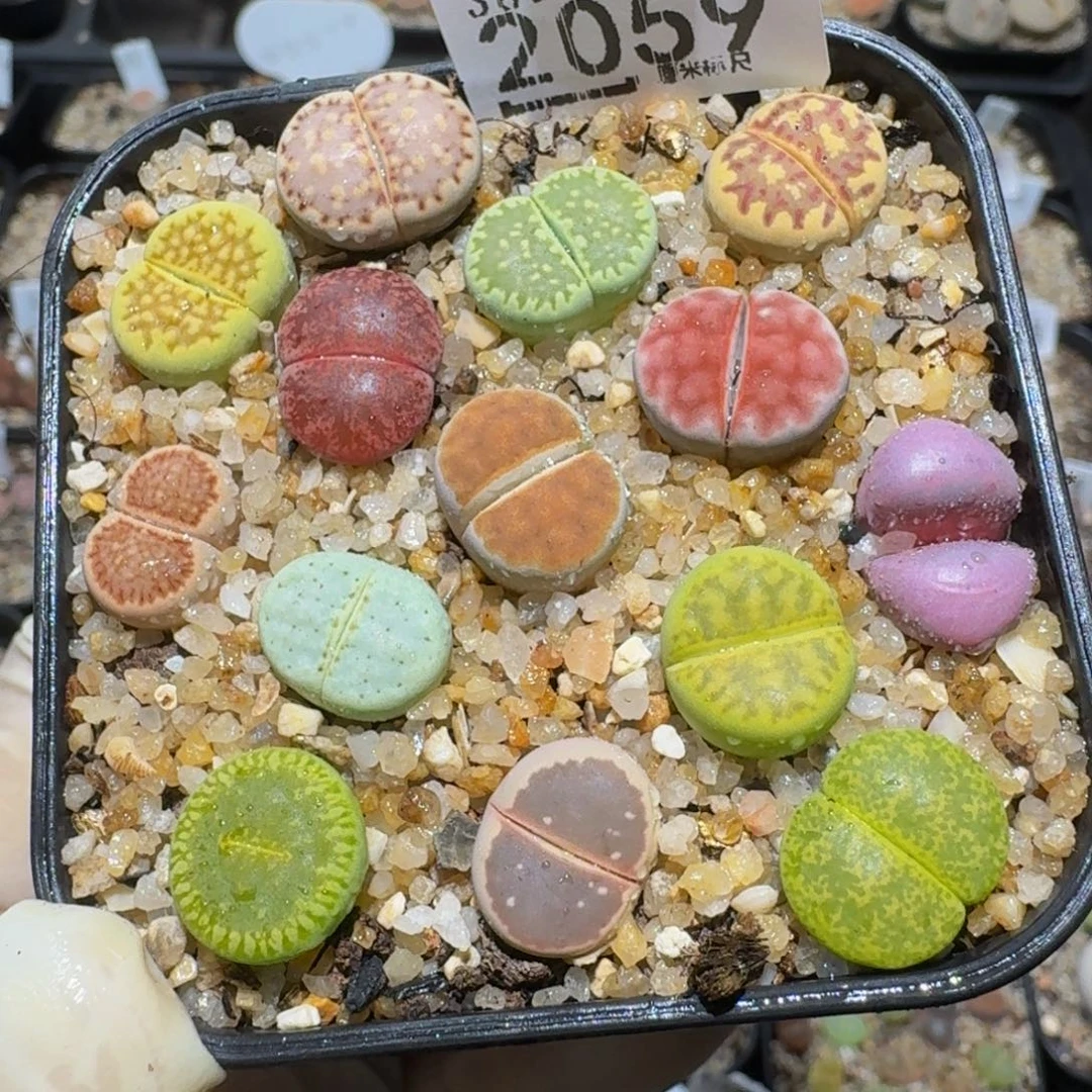 zzzz精品生石花2059