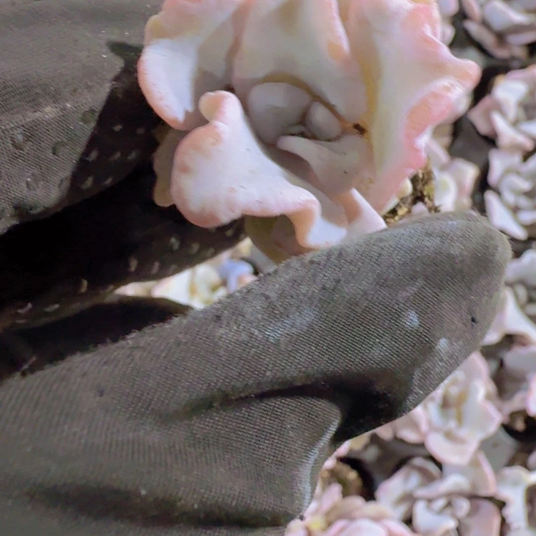 白饺子皮两米两个