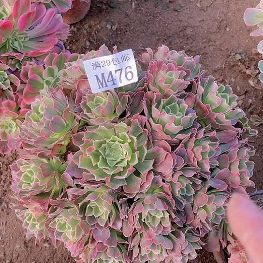 毛**球476雨化石多肉植物