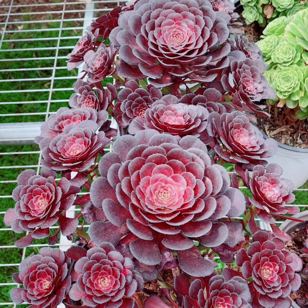 模特流火量拍多肉法师一个