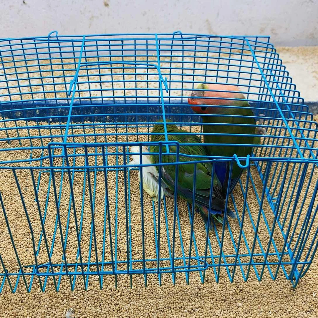 小***活虎皮鹦鹉牡丹一如