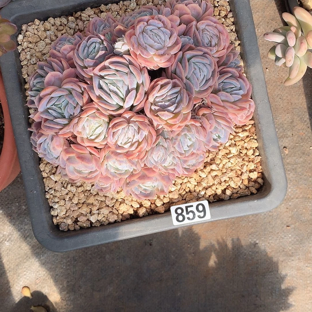 859希纳 一物一拍多肉