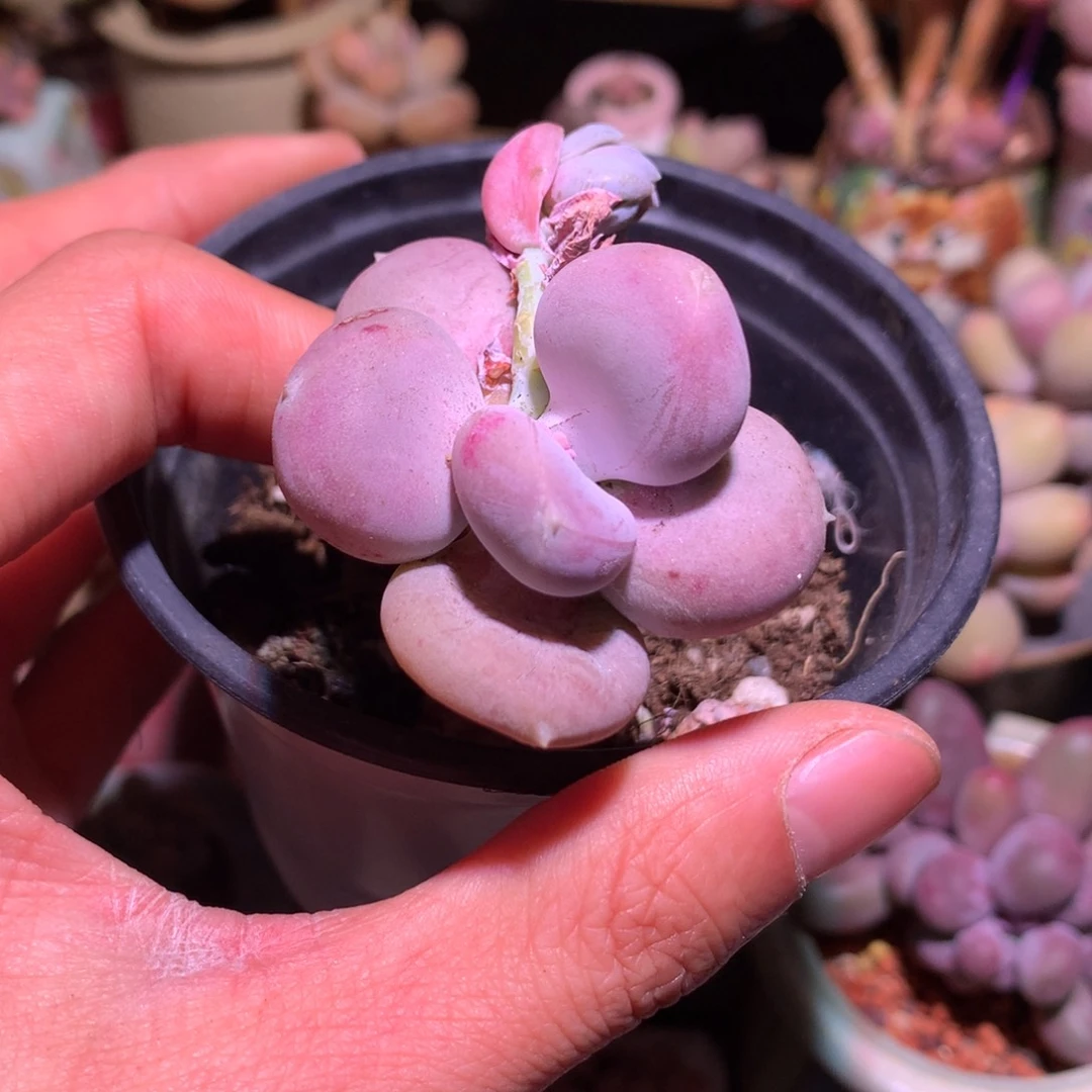 小屁桃奶酪多肉151