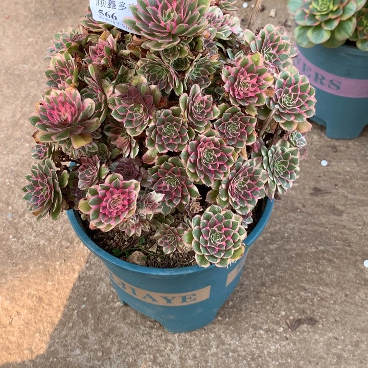 566孔雀翎多肉植物特价