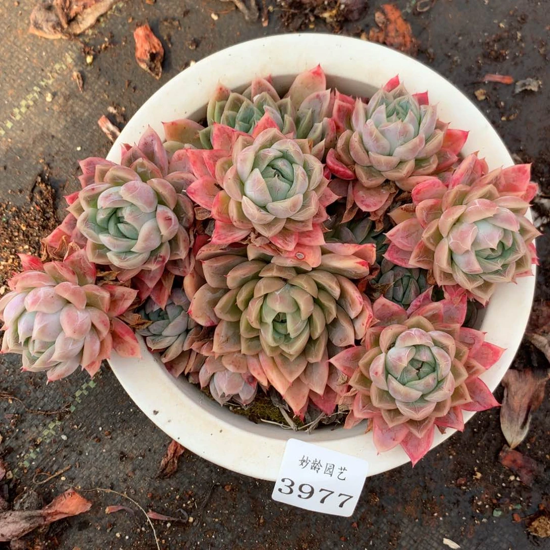 3977杂交精品基地18厘米