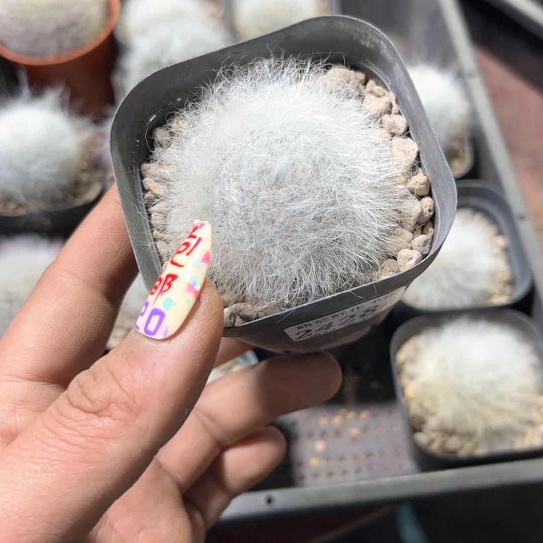 24284一物一拍单头发货