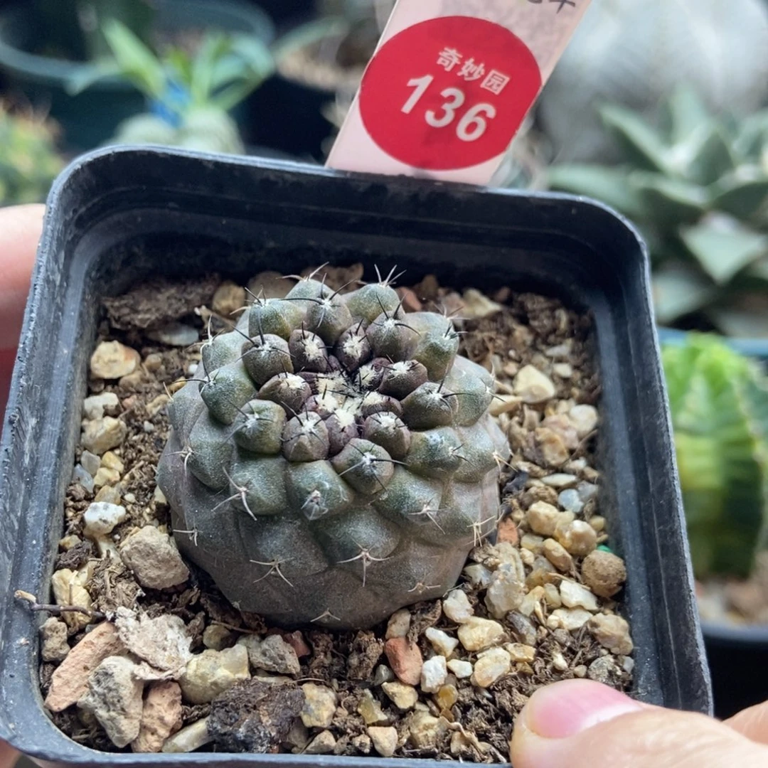 实生有刺尤仙人3.6cm