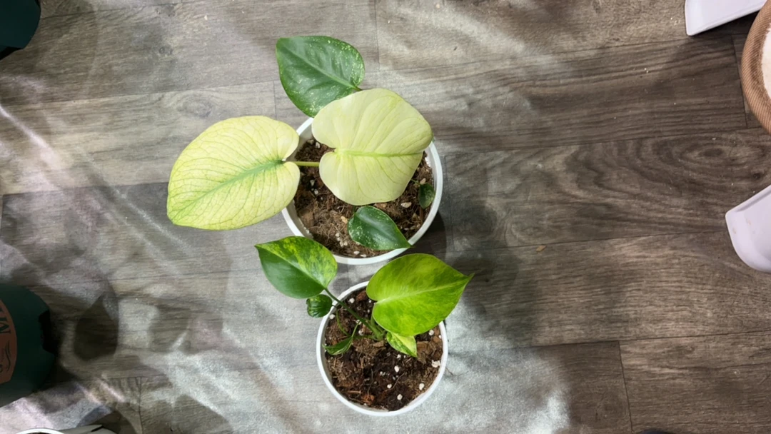 白怪兽 短黄 组合